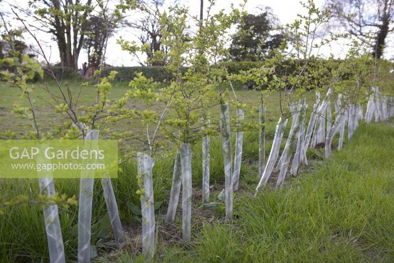 A line of newly planted mixed native British hedgerow plants, with protective stem coverings. April. Spring.