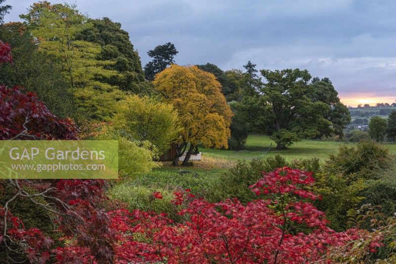 View at dawn from the main lawn, over red-leaved Acer japonicum 'Aconitifolium', towards an old oak and, to the left, Acer cappadocicum 'Aureum', a golden Cappadocian maple, and Ulmus americana 'Princeton'.