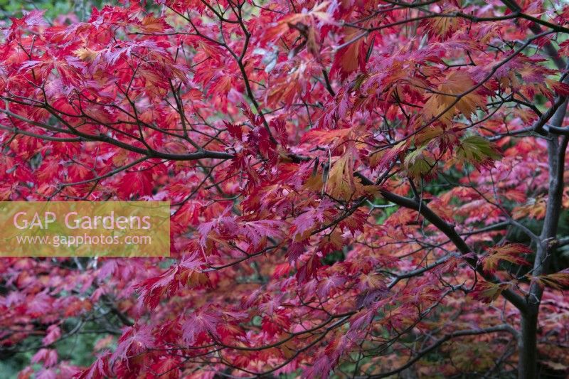 Acer japonicum 'Aconitifolium', downy Japanese maple, bears finely cut green foliage that turns brilliant crimson in autumn.