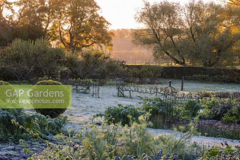 The kitchen garden in late autumn, dusted in frost. Vegetable beds of herbs, leeks and dahlias, with apple step-over cordons beyond.