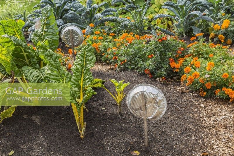 Vegetable garden with Beta vulgaris - Swiss Chard, orange Tagetes - Marigold flowers and aluminium pie pans on stakes to scare away birds and rodents in late summer - September