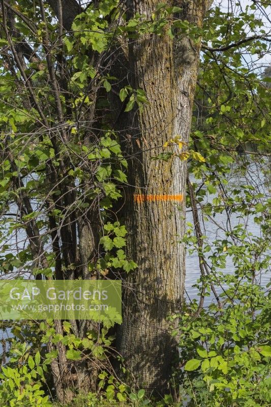 Disease affected deciduous tree marked for chopping down with orange fluorescent paint in late summer, Ile des Moulins, Old Terrebonne, Quebec, Canada - September
