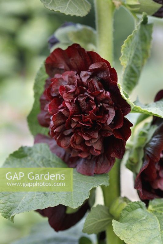 Alcea rosea Chater's Double Group maroon-flowered