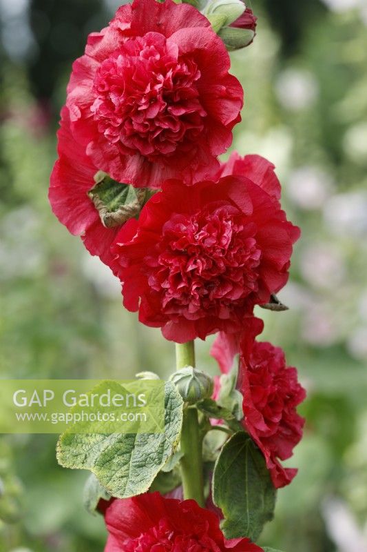 Alcea rosea Chater's Double Group red-flowered