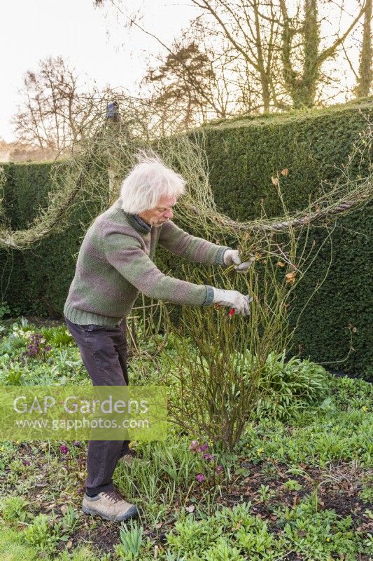 Man pruning old fashioned shrub rose by lightly trimming back previouse years shoots to maintain an appropriate size and shape. Example 2