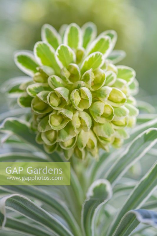 Euphorbia characias 'Glacier Blue' variegated leaves and flower buds in Spring - March