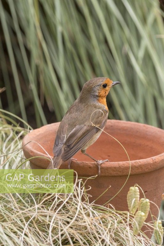 Erithacus rubecula - robin perched on plant pot