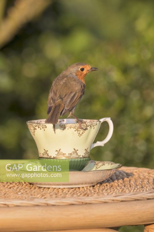 Erithacus rubecula - European Robin perched on china tea cup