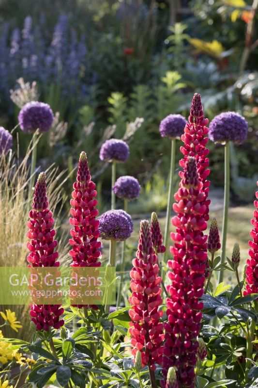 Lupinus 'The Pages' in border with Allium giganteum
