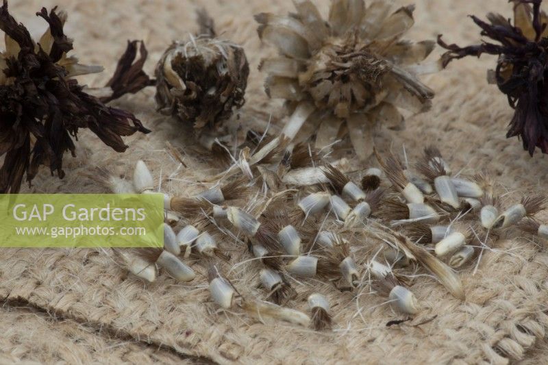 Dried flower heads from cornflower 'Black Ball', centaurea cyanus 'Black Ball', sit behind the seeds that are being collected from the flower heads on a hessian type material.