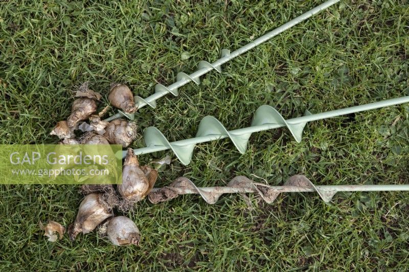 Large, medium and small bulb planting augers lie on grass with a scattering of tulip bulbs. 