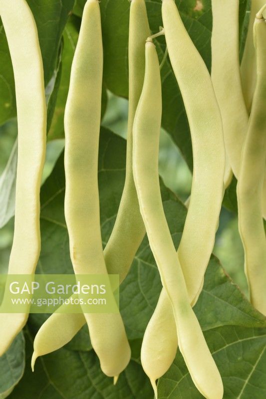 Phaseolus vulgaris  'Golden Gate'  Climbing French beans  July
