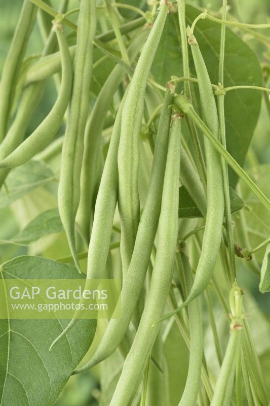 Phaseolus vulgaris  'Mascotte'  Dwarf French bean  August

