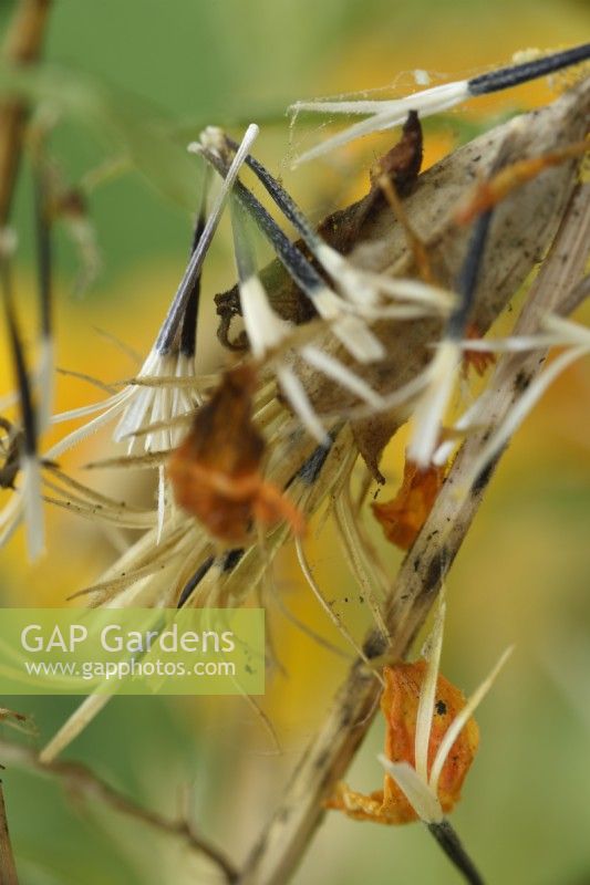 Tagetes tenuifolia  'Golden Gem'  Signet Marigolds  Seeds starting to fall from dead flower  September