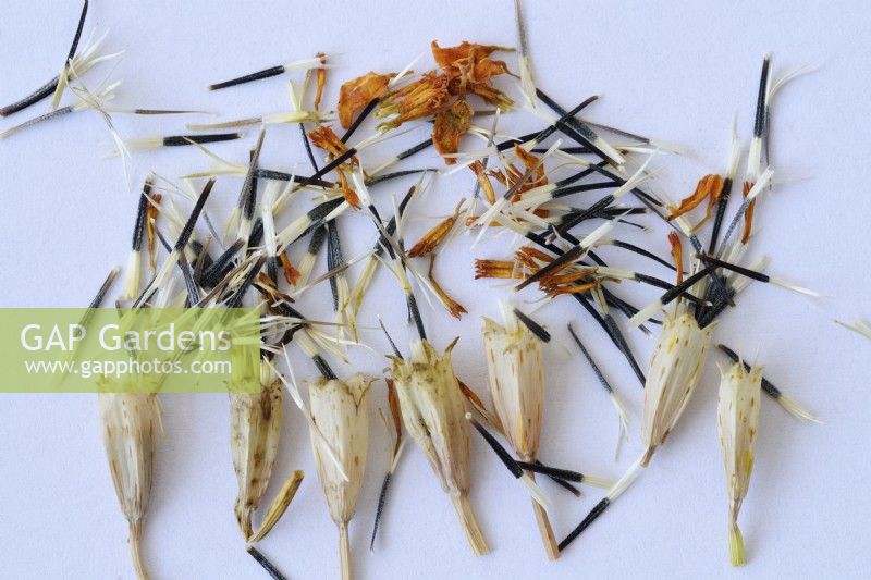 Tagetes tenuifolia  'Golden Gem'  Signet Marigolds  Saved seeds with remains of dead flowers  September