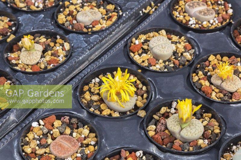 Yellow flowering Lithops - Stone Plant growing in containers inside commercial greenhouse - September