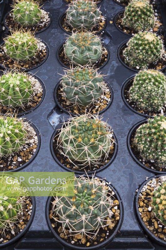 Gymnocalycium nigriareolatum f. carmineum - Cacti growing in containers inside commercial greenhouse - September