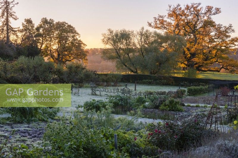The kitchen garden in late autumn, dusted in frost. Vegetable bed with apple step-over cordons. In the parkland beyond, a great English oak, Quercus robor, illuminated by dawn sun.