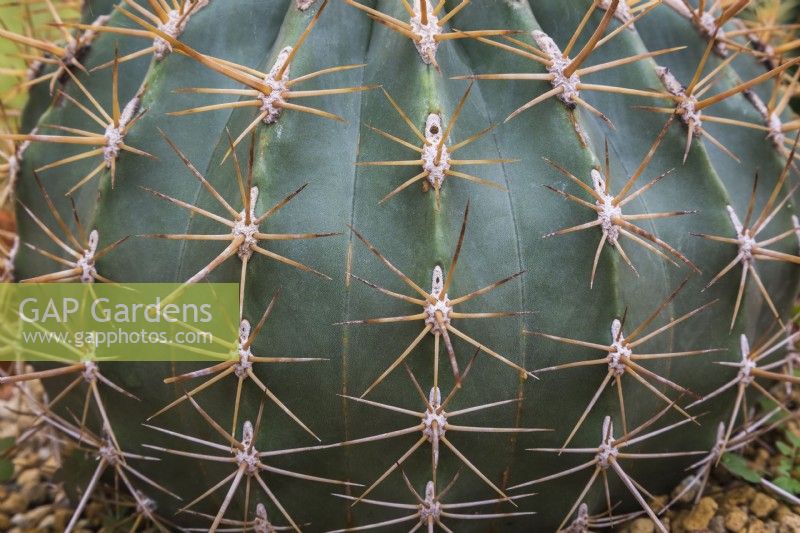 Ferocactus glaucescens - Barrel Cactus - September