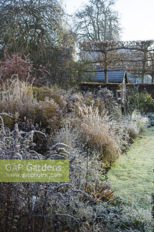 Miscanthus sinensis 'Yakushima Dwarf' amongst herbaceous perennials with frost - November.