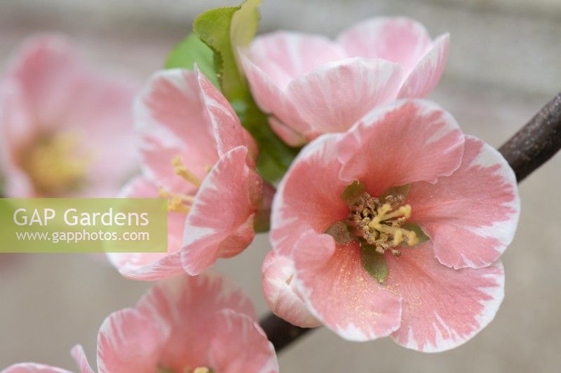 Chaenomeles 'Madame Butterfly' - Japanese quince. close up of flowers. April