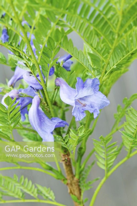 Jacaranda 'Bonsai Blue' in flower - May