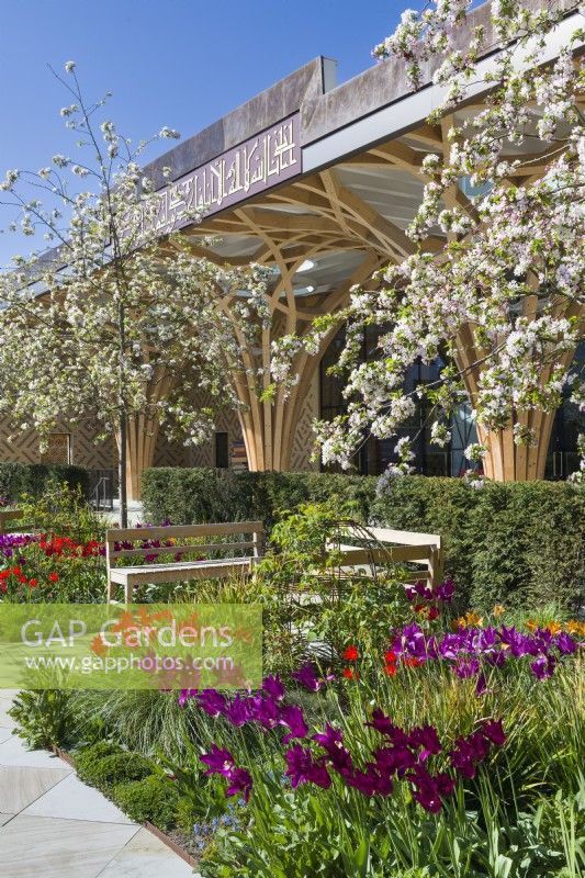Cambridge Central Mosque garden with tulips and crab apple - Malus robusta 'Red Sentinel' April