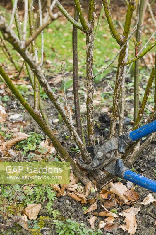 Pruning a shrub rose. Using long handled loppers to cut out old stem at the base of the plant during the dormant season. December,January, February or early March
