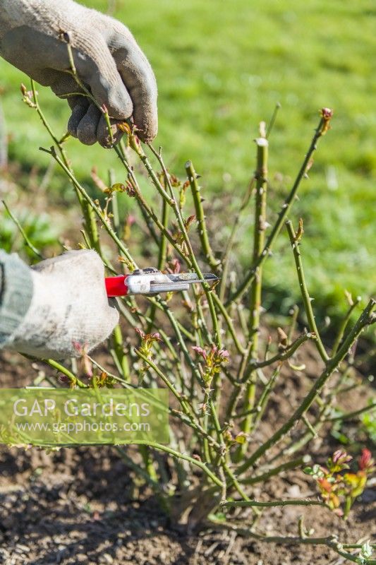Pruning a shrub rose - Rosa 'Imogen'. Man using secateurs to trim back previous years growth. Early spring.