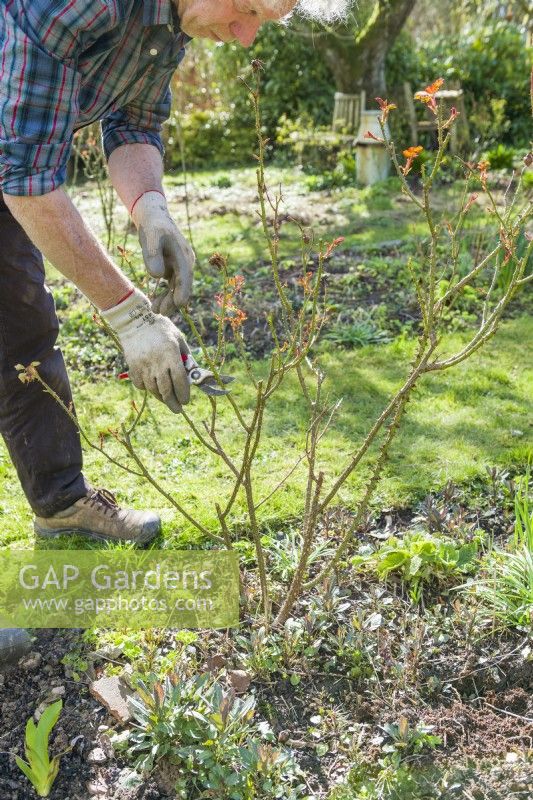 Rose pruning. Man cutting back previous years shoots on a shrub rose. Early March