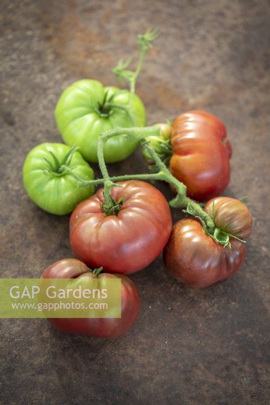 Tomato 'Cherokee Purple' (Burpee)