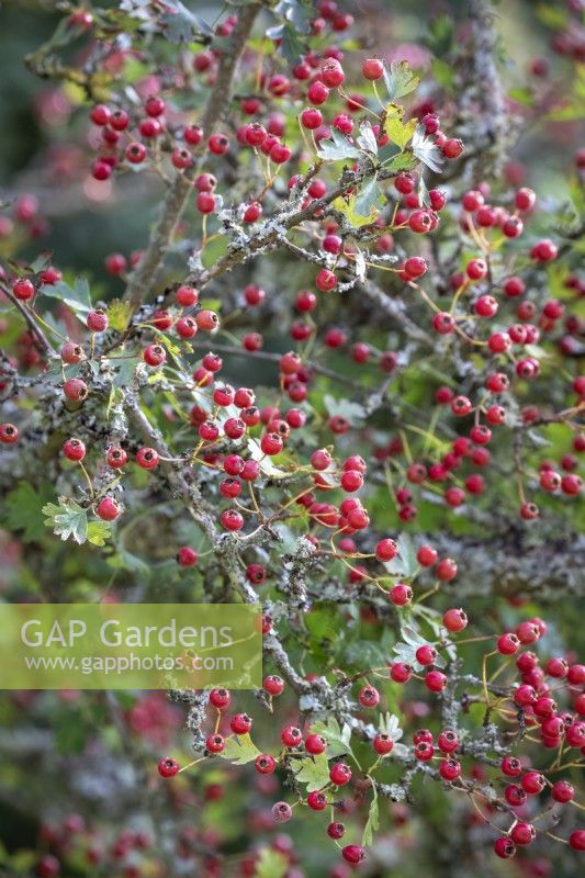 Hawthorn berries and lichen. Crataegus monogyna - Common hawthorn, Maythorn, Motherdie, Quickthorn, Hedgerow thorn