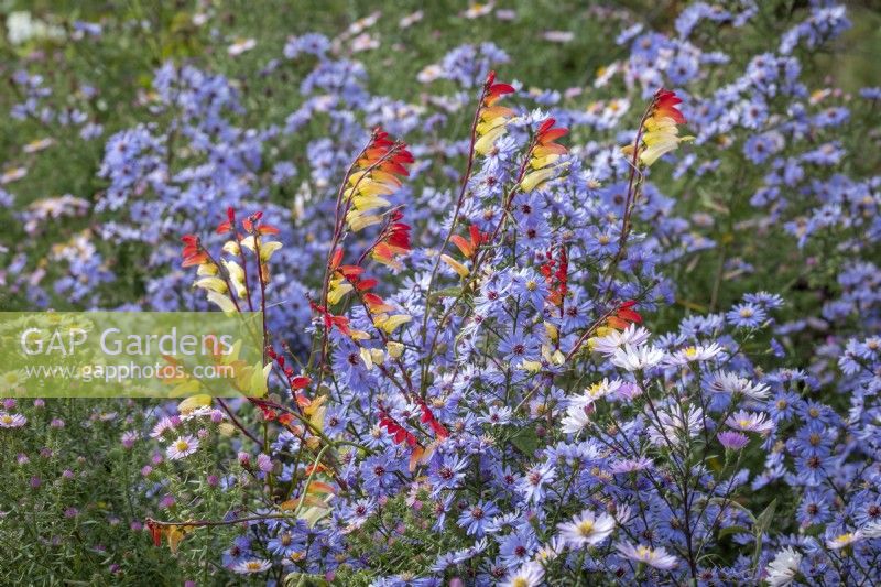 Ipomoea lobata syn. Mina lobata - Spanish Flag - growing over Symphyotrichum 'Little Carlow' cordifolium hybrid AGM - Michaelmas daisy