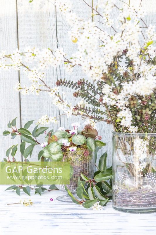 Blackthorn blossom and hebe display next to cyclamens and portuguese laurel