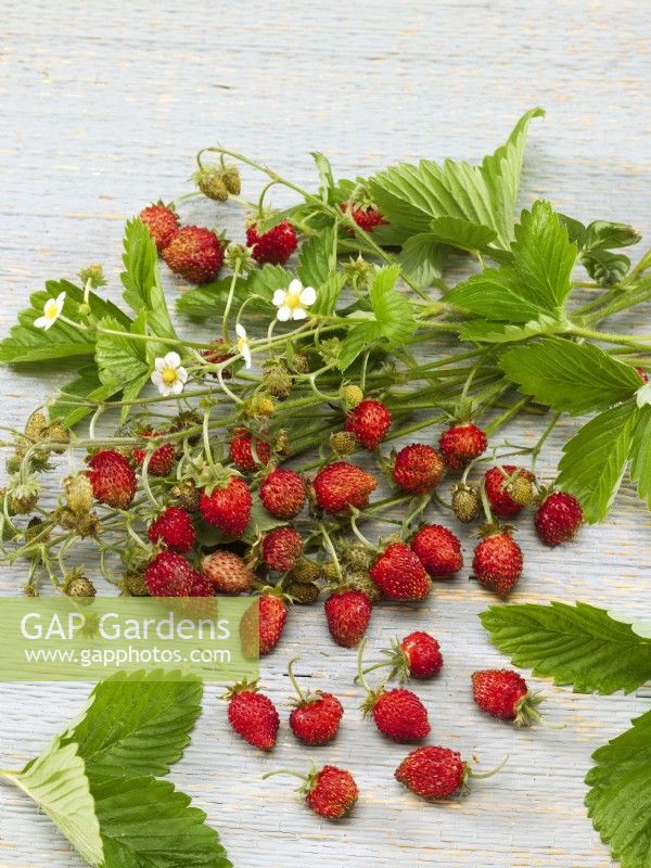 Fragaria x vesca - Alpine Strawberry - harvest of fruit and leaves and flowering stems, summer July