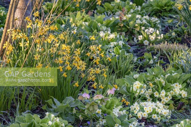 Narcissus and Primula vulgaris flowering together in an informal border in Spring - March