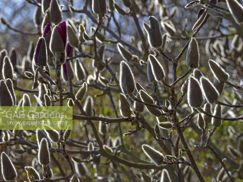 Magnolia 'Vulcan' buds backlit Mid March Norfolk
