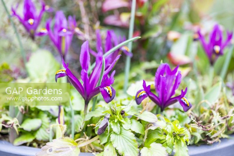 Iris 'J S Dijt' flowering in winter container