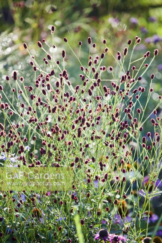 Sanguisorba officinalis - great burnet