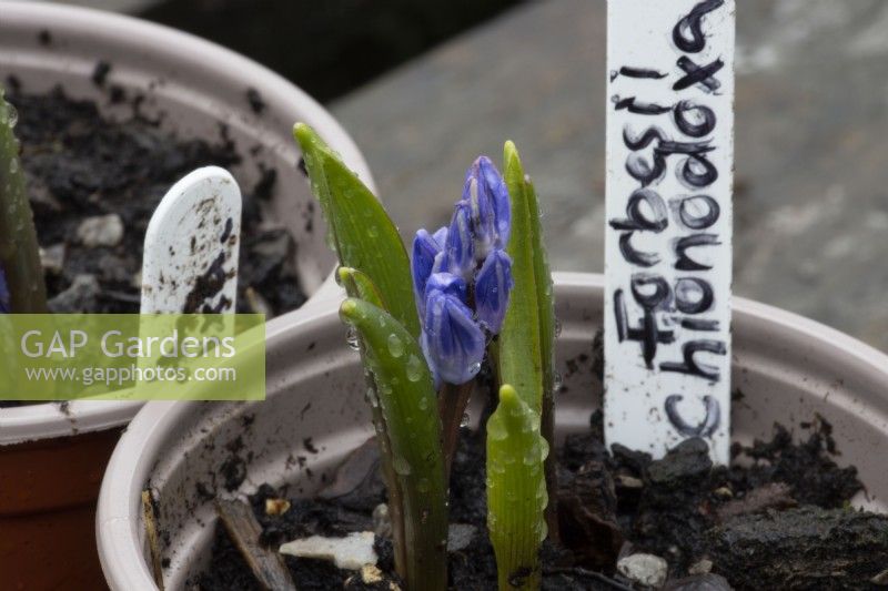 Young Chinodoxa forbesii seedling and flowers in a small plant pot with hand written label. Spring. 