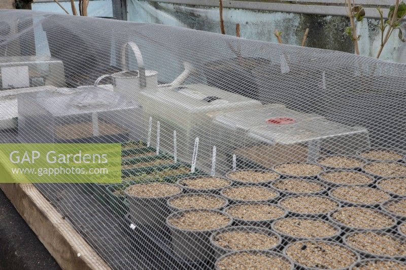 A mesh screen surrounds a variety of plant pots and propogators with various seeds planted to protect the seeds from mice eating them. Spring. Commercial nursery.