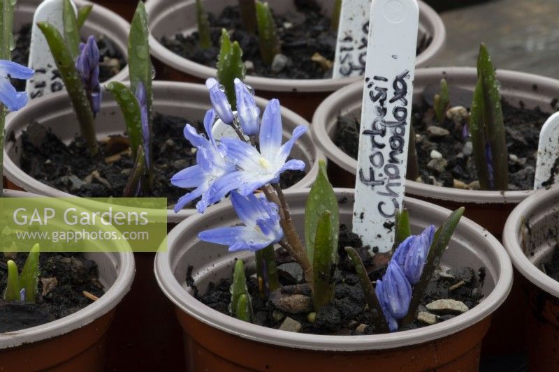 Young Chinodoxa forbesii seedlings and flowers in small plant pots with hand written labels. Spring. 