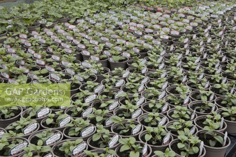 Lots of small plant pots with geranium semi trailing Southgate young plants growing in a poly tunnel in a commercial nursery. 