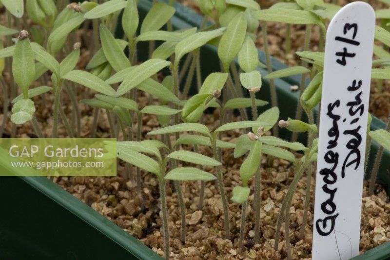 Tomato 'Gardener's Delight' seedlings grow through a layer of vermiculite, with a hand written label. 