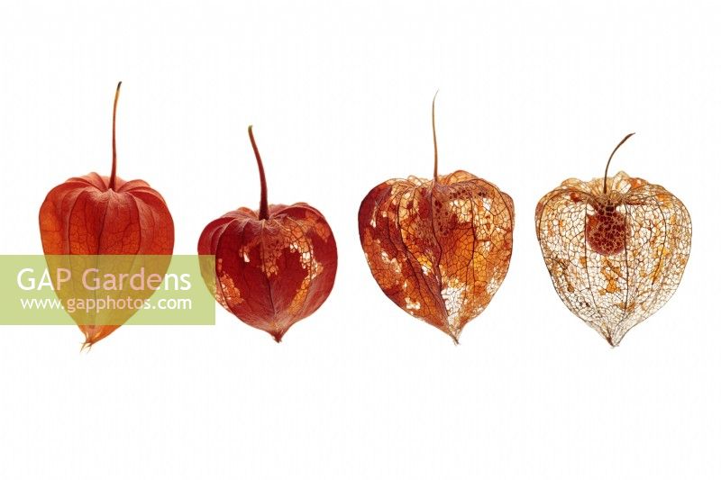 Physalis alkekengi seedpods in stages of decay on white background - Chinese Lanterns â€‰