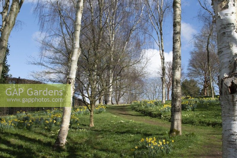 Pathway through daffodils to the wildlife garden in John's Garden at Ashwood Nurseries - Kingswinford - Spring