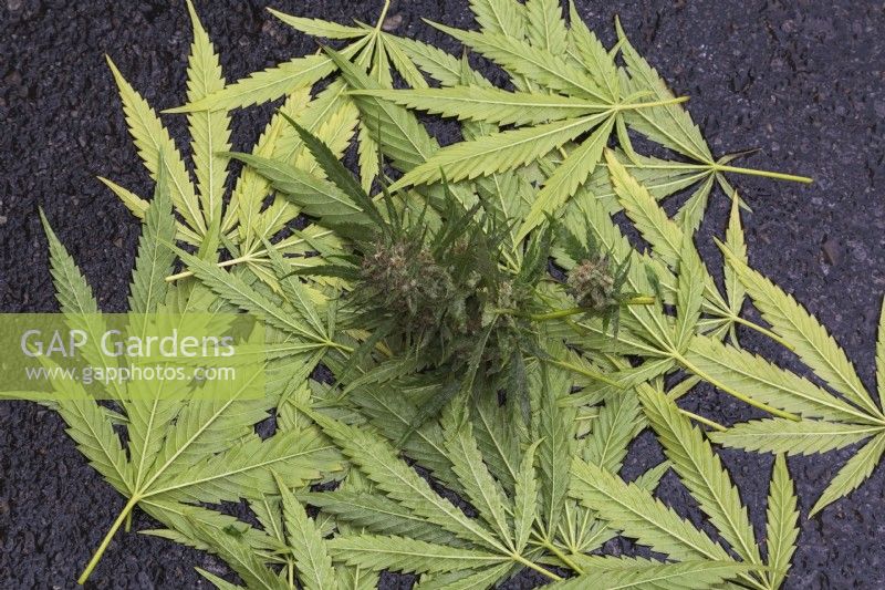 Harvested turned over Cannabis sativa - Marijuana leaves and flowerhead on black wet asphalt surface - October