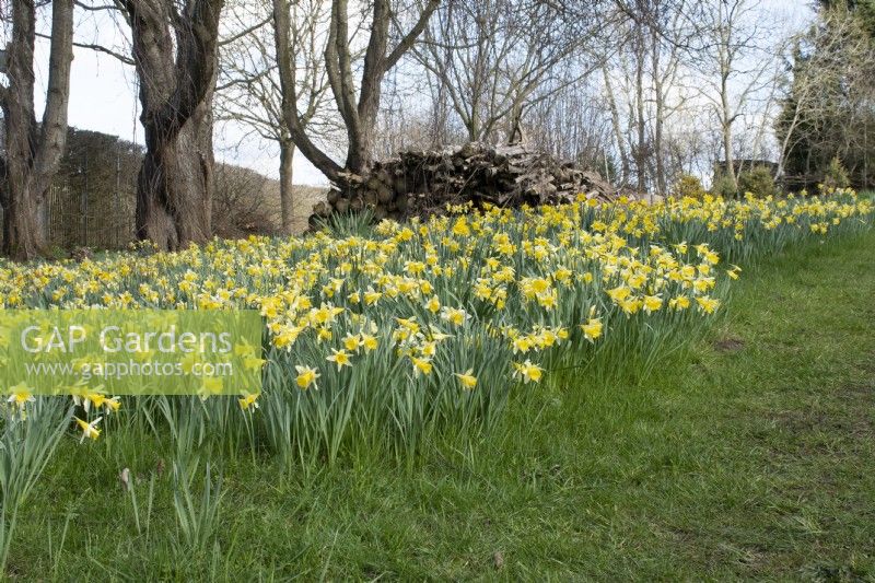 Daffodils in the wildlife garden in John's Garden at Ashwood Nurseries - Kingswinford - Spring