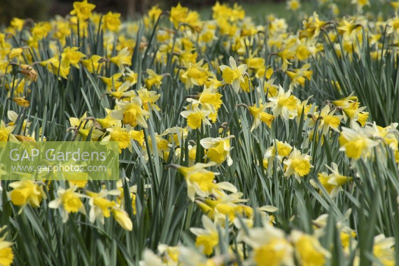 Mixed narcisuss - Daffodils - Spring