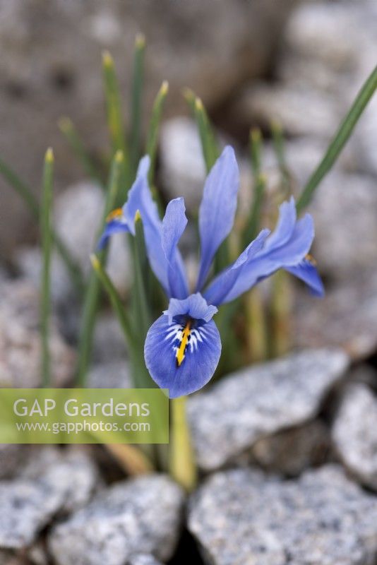 Iris reticulata 'Alida' - March